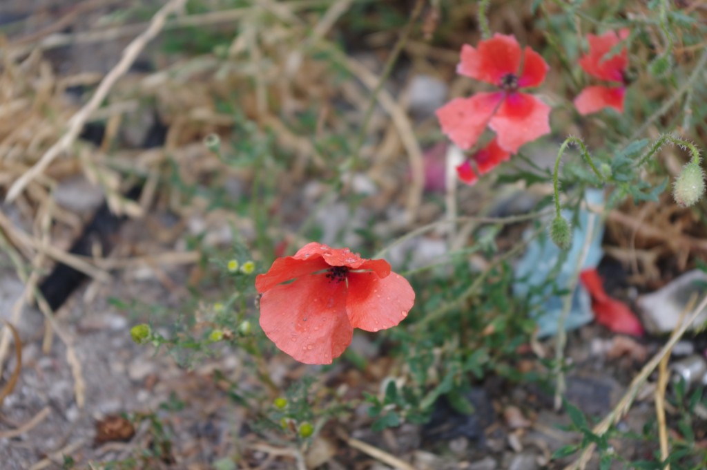 coquelicots