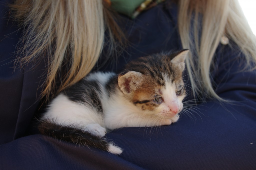 bébé chat